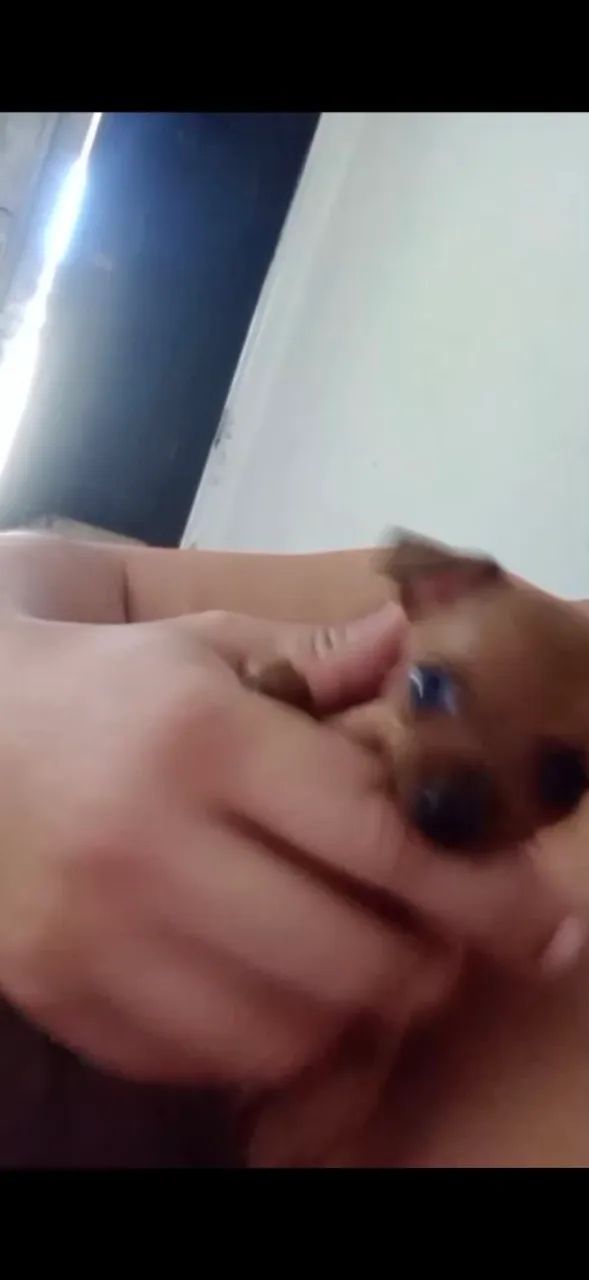 Filhote de Pinscher  - Foto 4