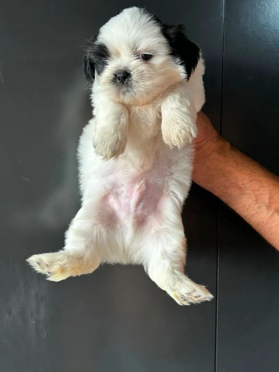 Um amor peludo - Foto 4