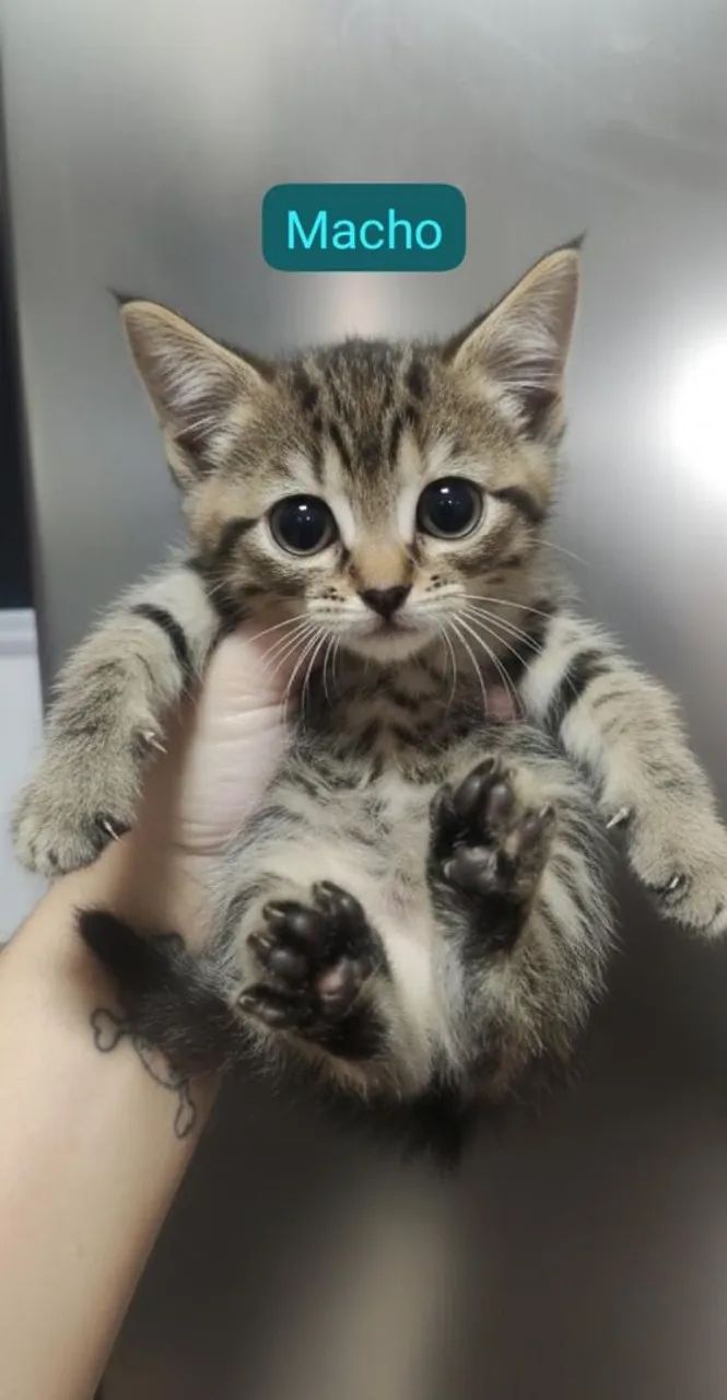 Gatos doação  - Foto 3