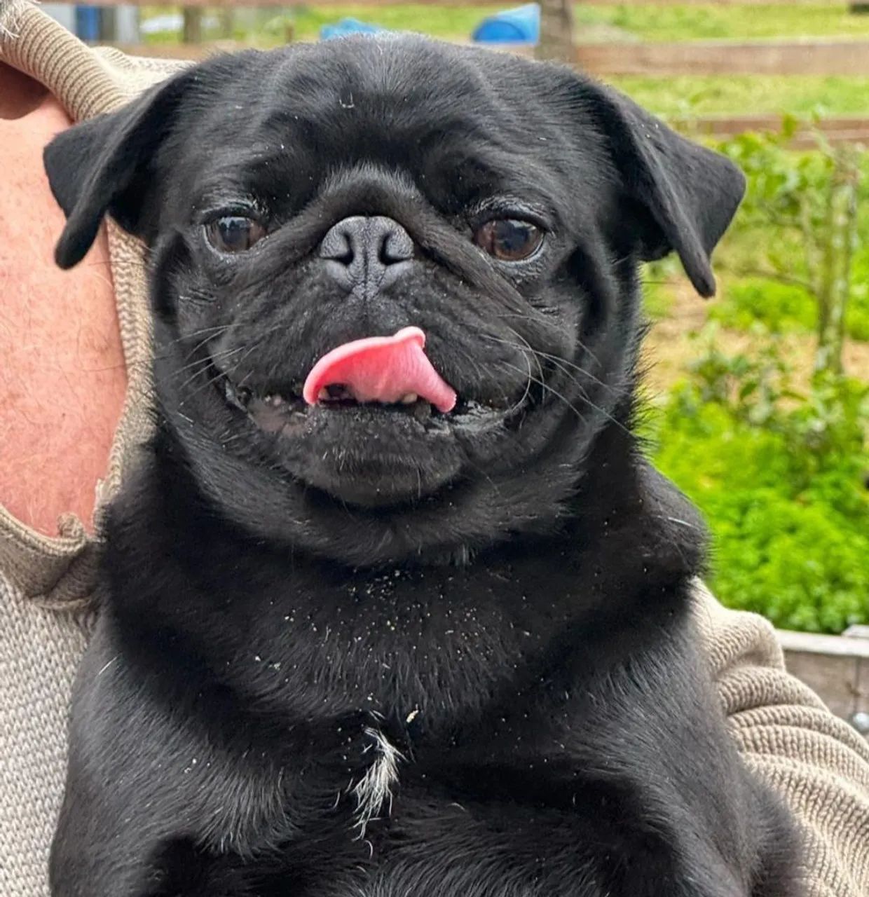 Pug c pedigree e registro