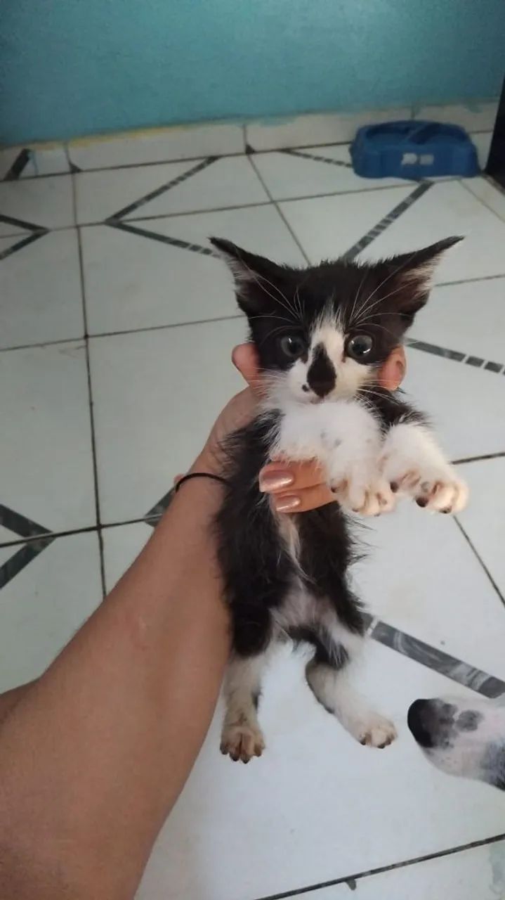 Doação de gato - Foto 2
