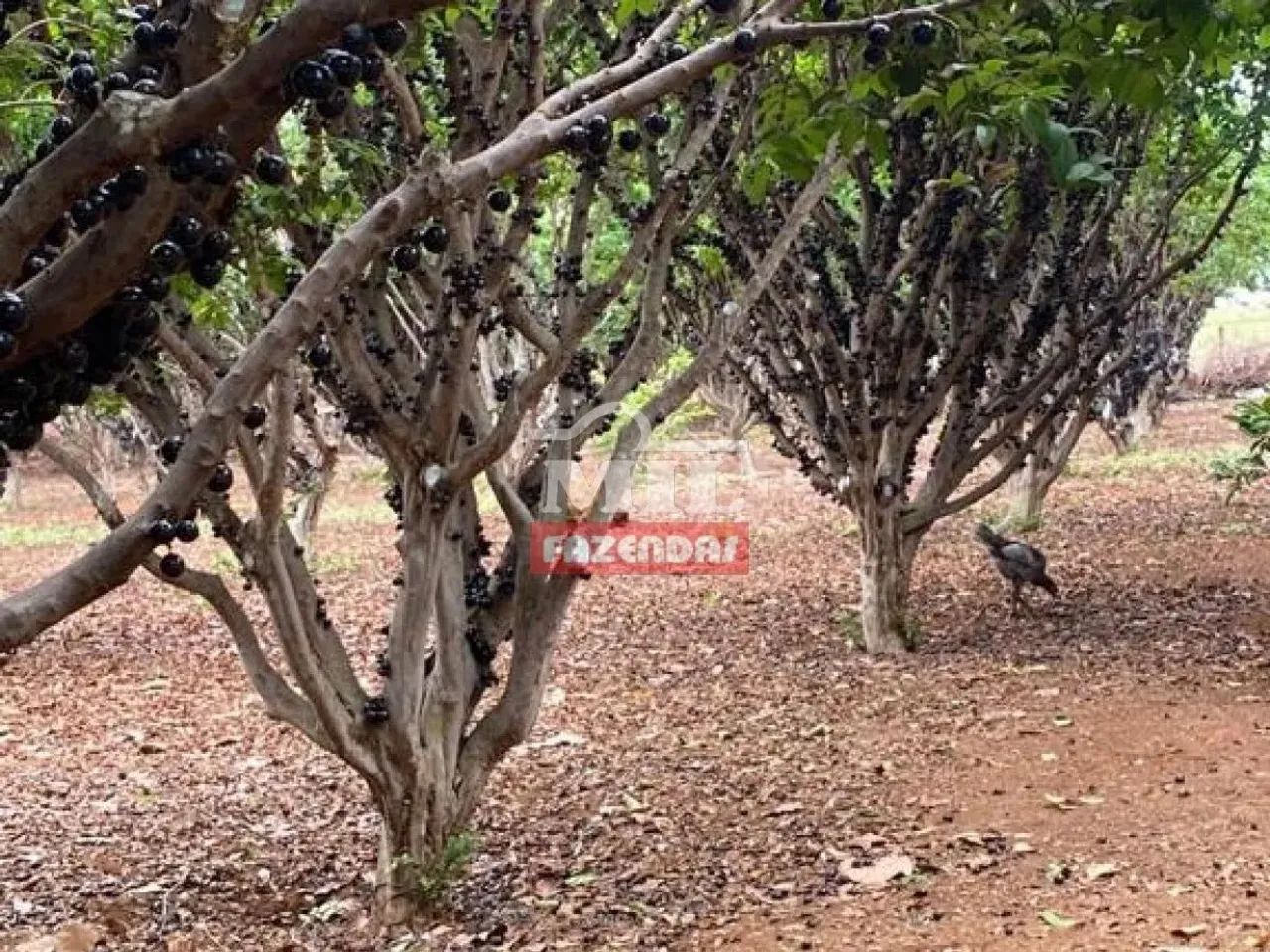Chacara 4,3 hectares Hidrolandia - GO - Foto 5