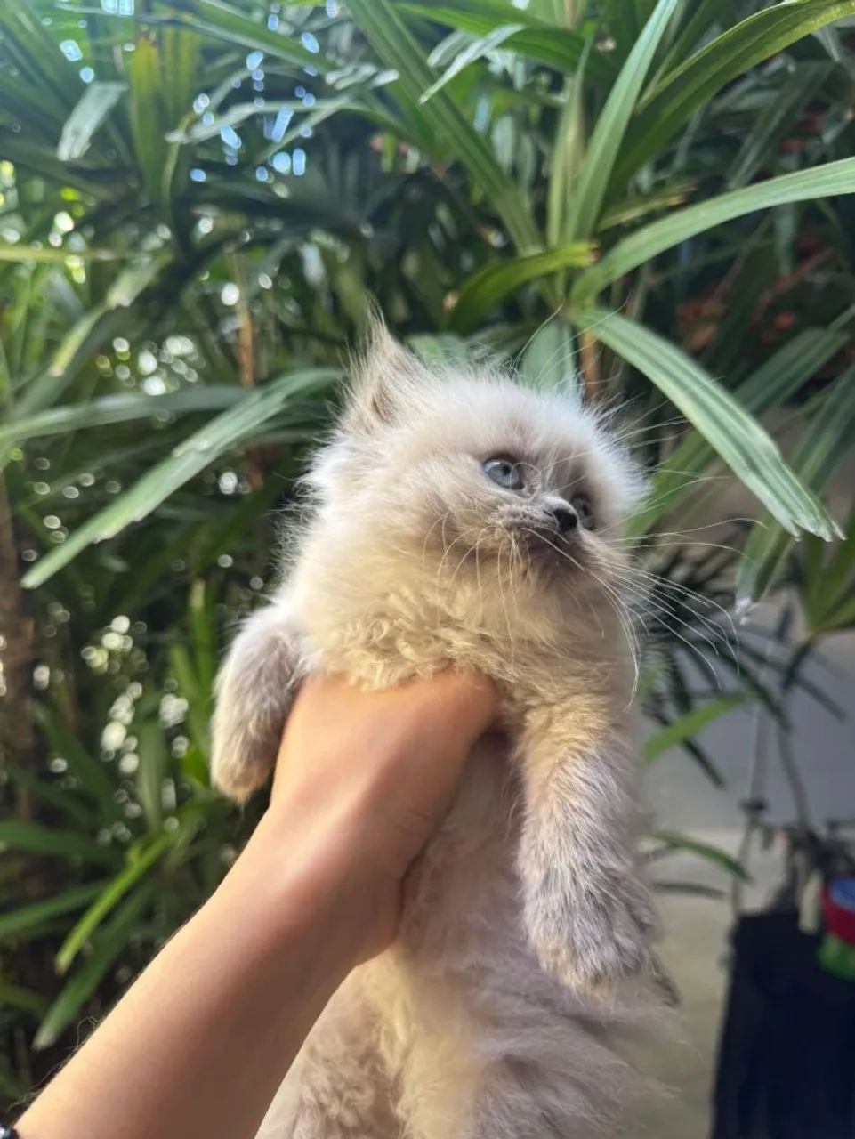 Gatos Persas  - Foto 4
