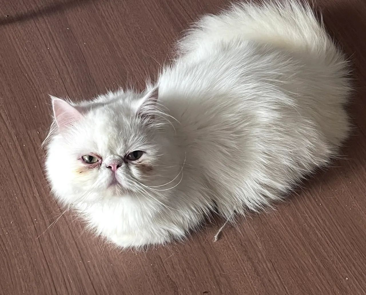 Persa Macho Top Show 