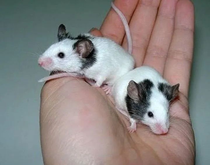 Topolinos puros
