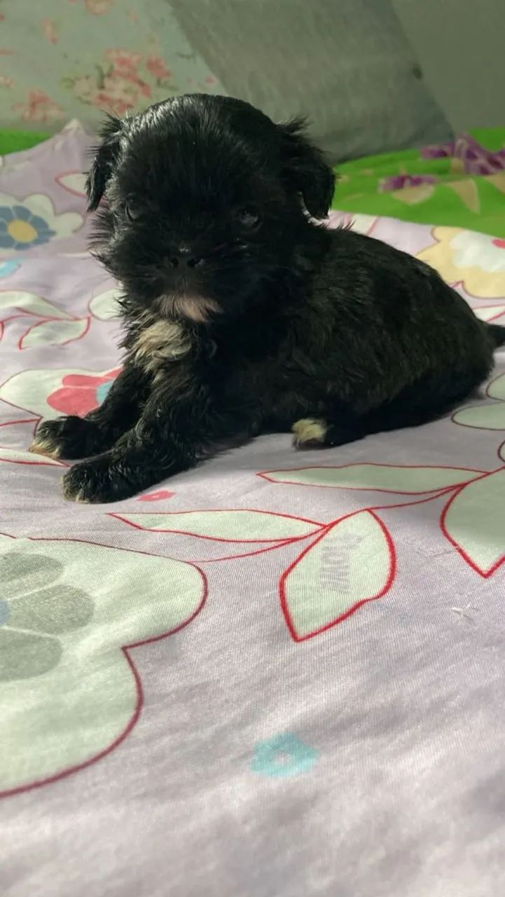 Cachorro shih Tzu - Foto 3