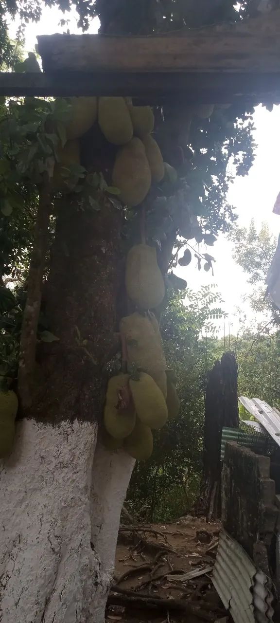 Jacas mole e jacas dura - Foto 3