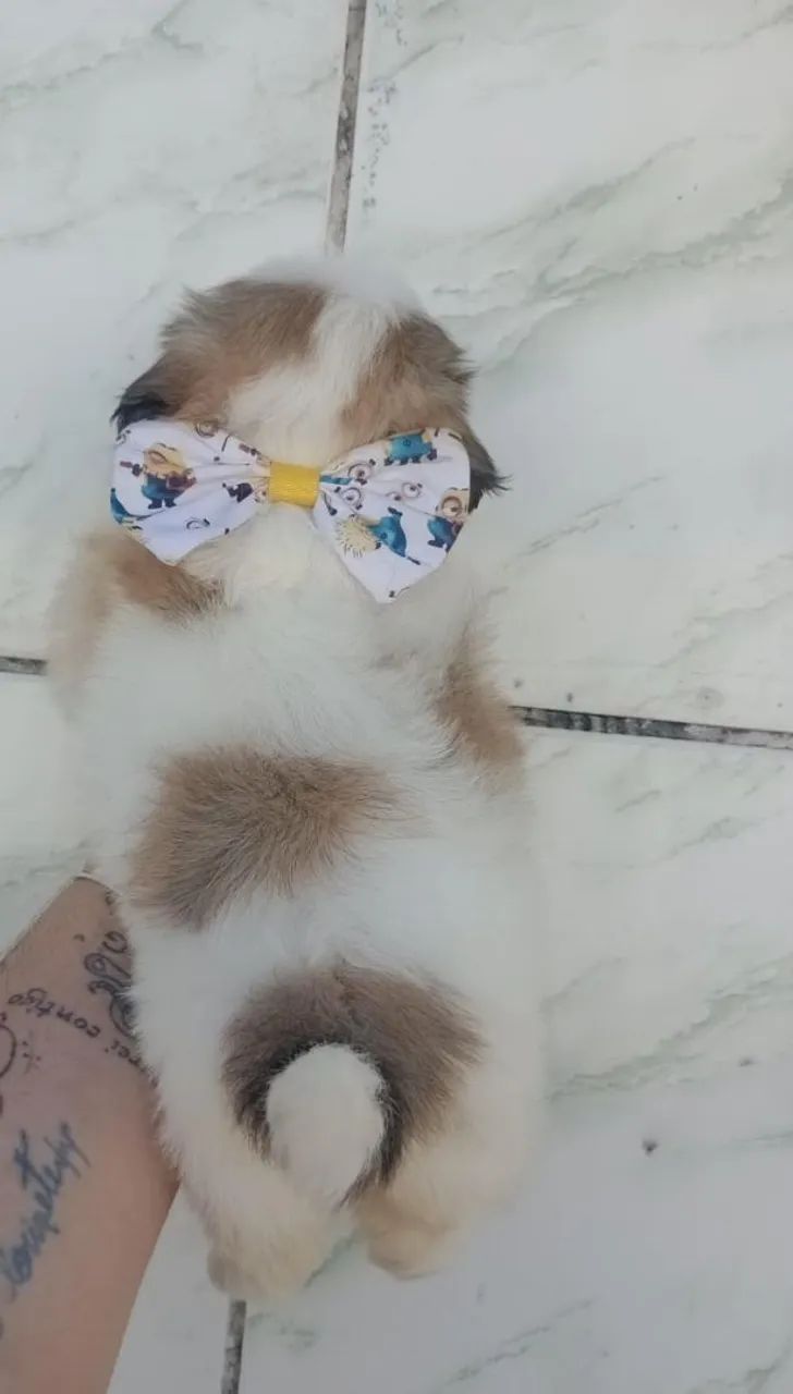 Shih Tzu Macho micro  - Foto 5