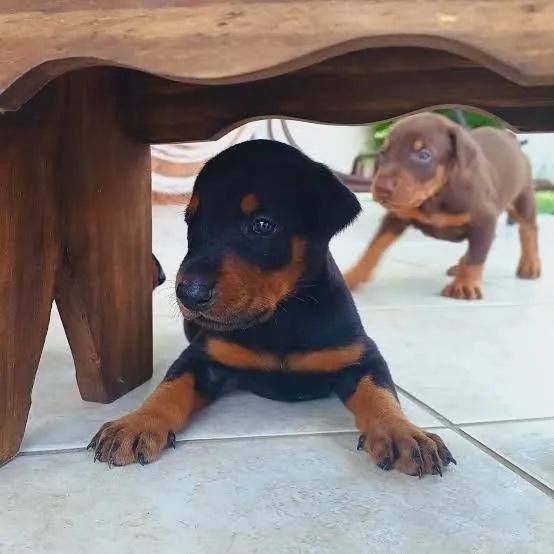 Doberman fêmeas e macho.
