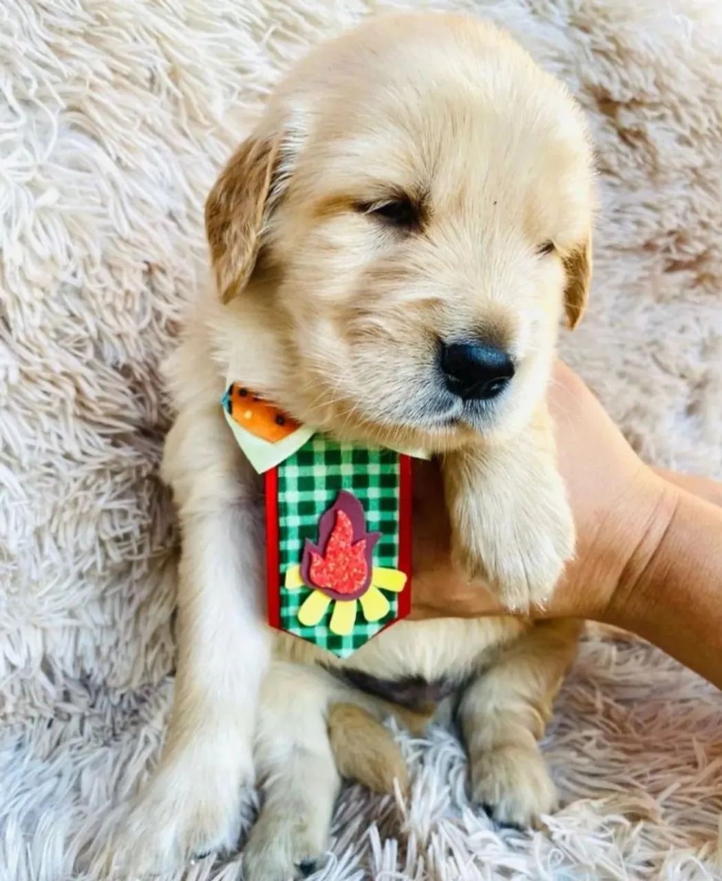 Golden Retriever  - Foto 2