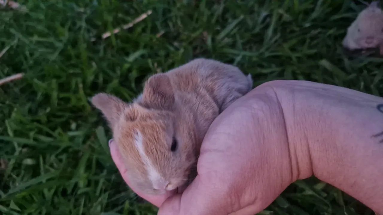 Mini coelhos ( NETHERLANDS) - Foto 2
