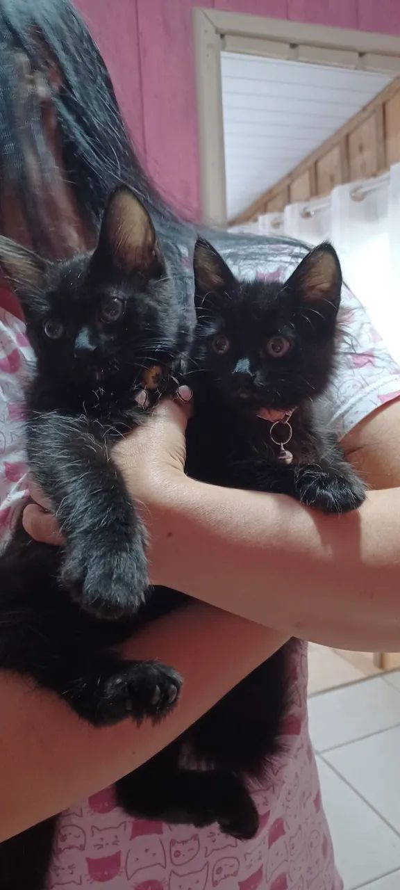 Casal de filhotes de angorá  - Foto 3