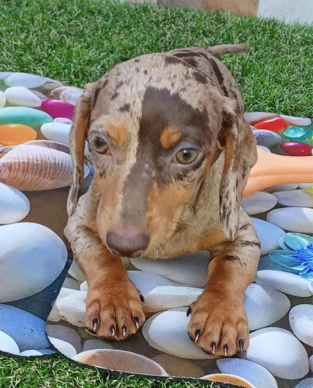 Dachshund/ teckel  - Foto 3