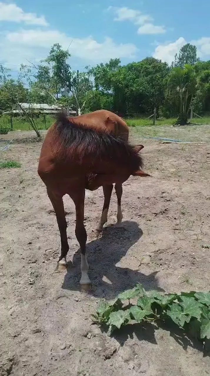 Cavalo crioulo  - Foto 6