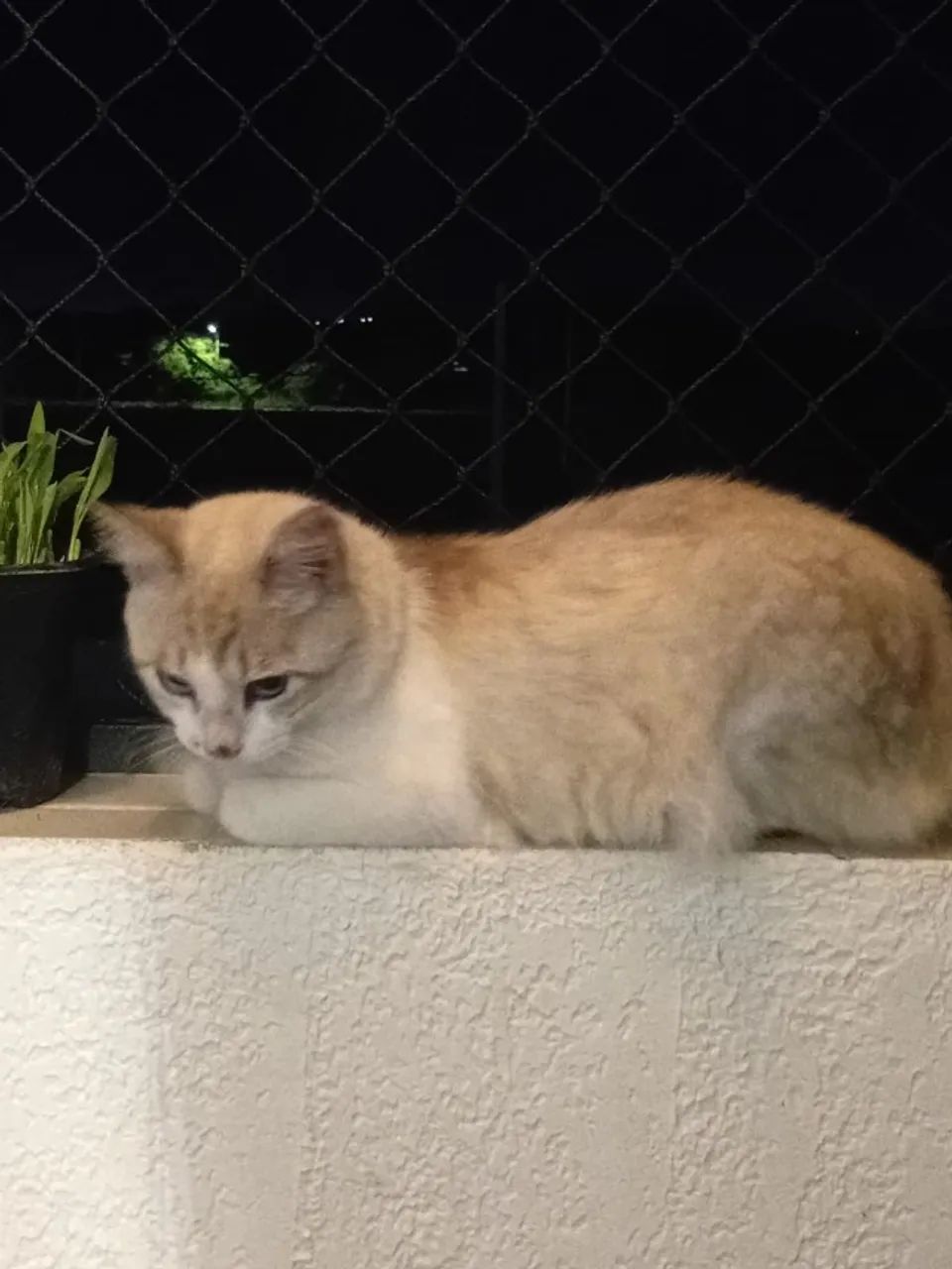 Adoção responsável  - Foto 2