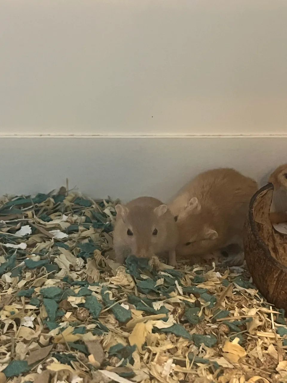 Doação Gerbil