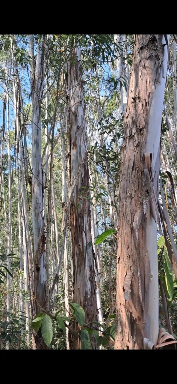 Terreno no Sul de Minas