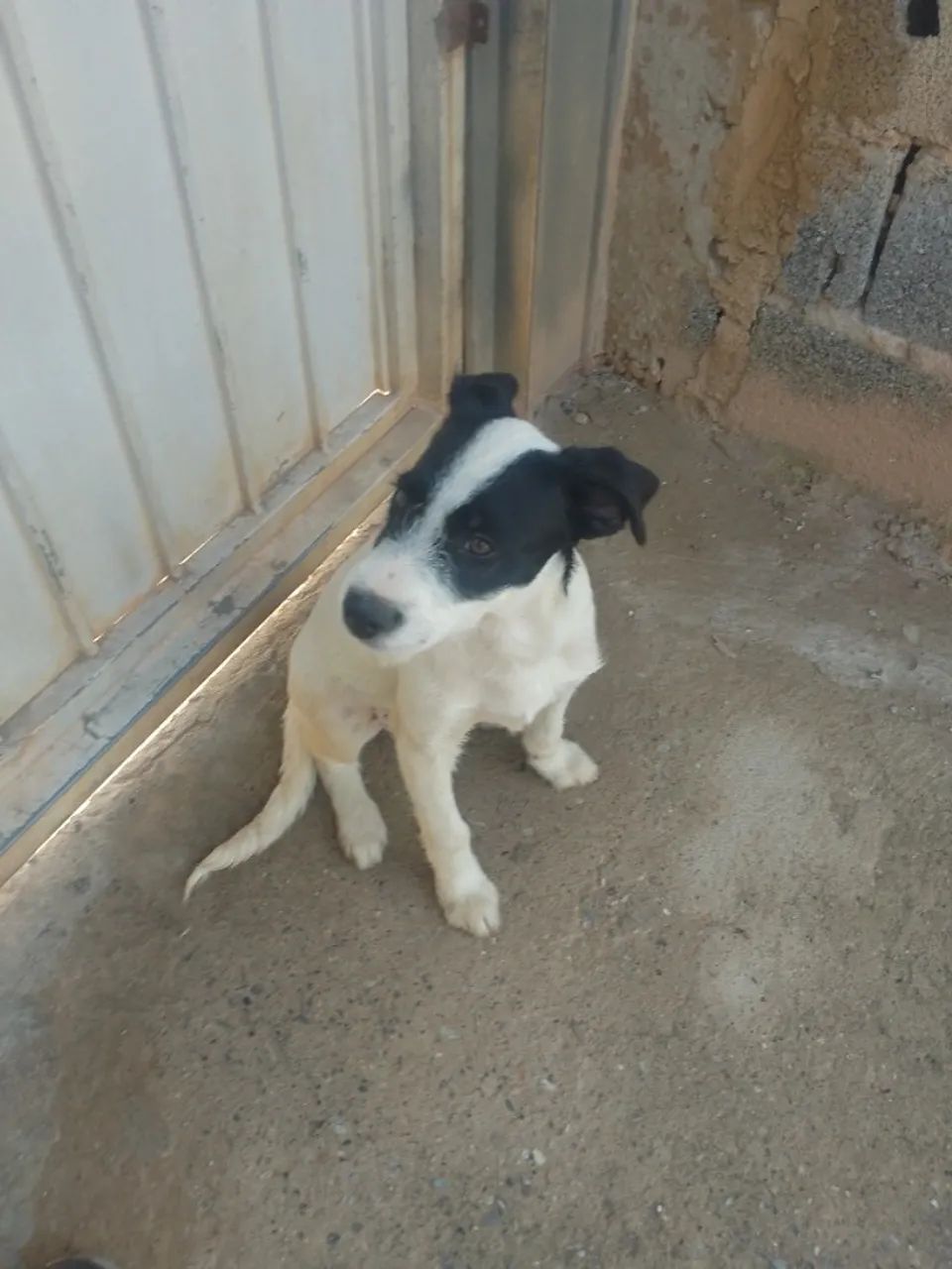 Cachorro filhote macho doação 