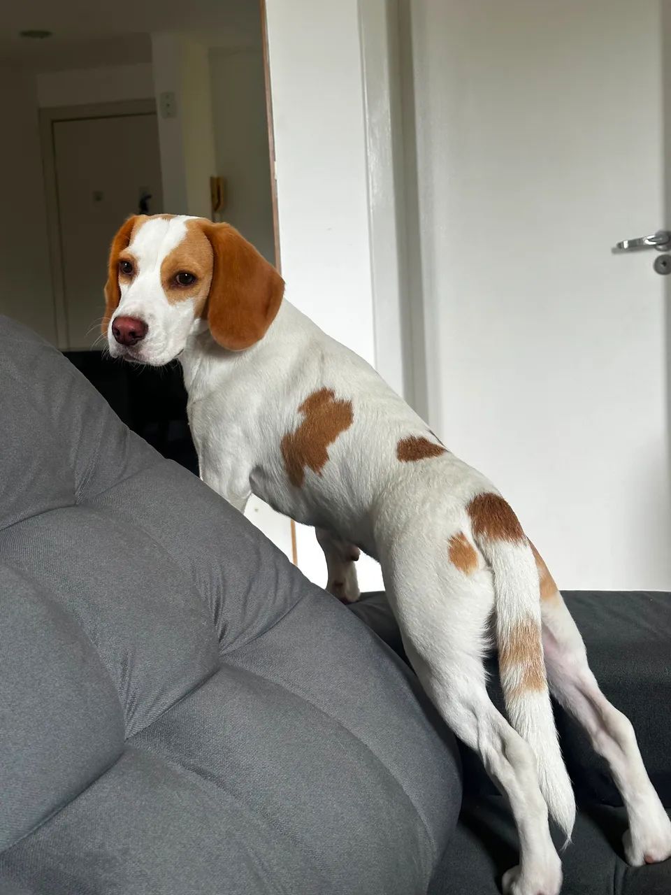 Beagle 09 meses