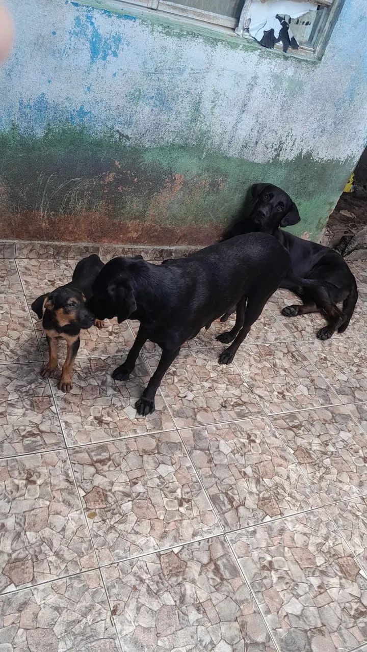 Doação de cachorro - Foto 3