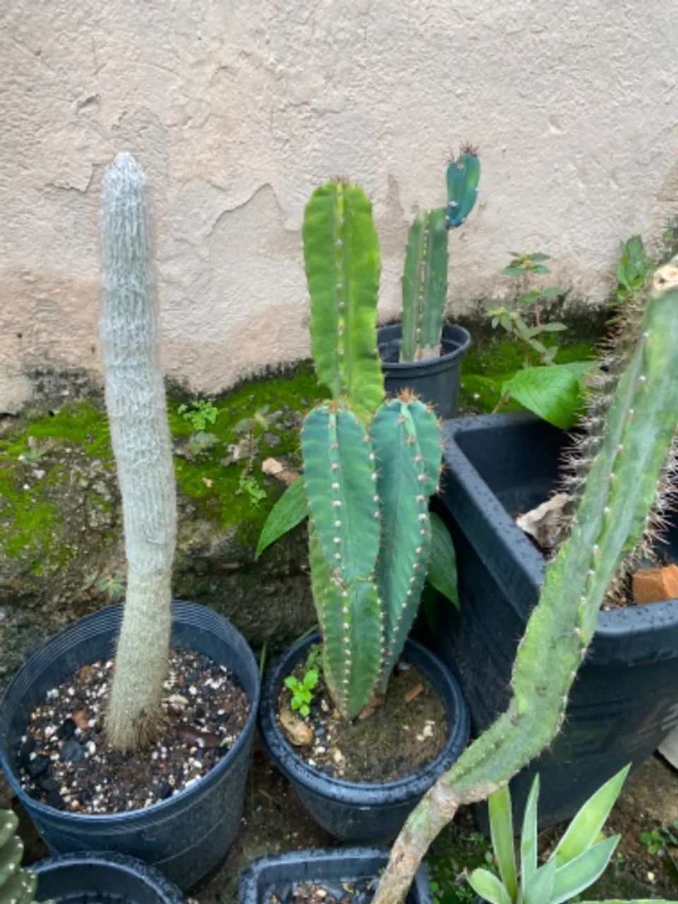 Cactos a venda - Foto 3