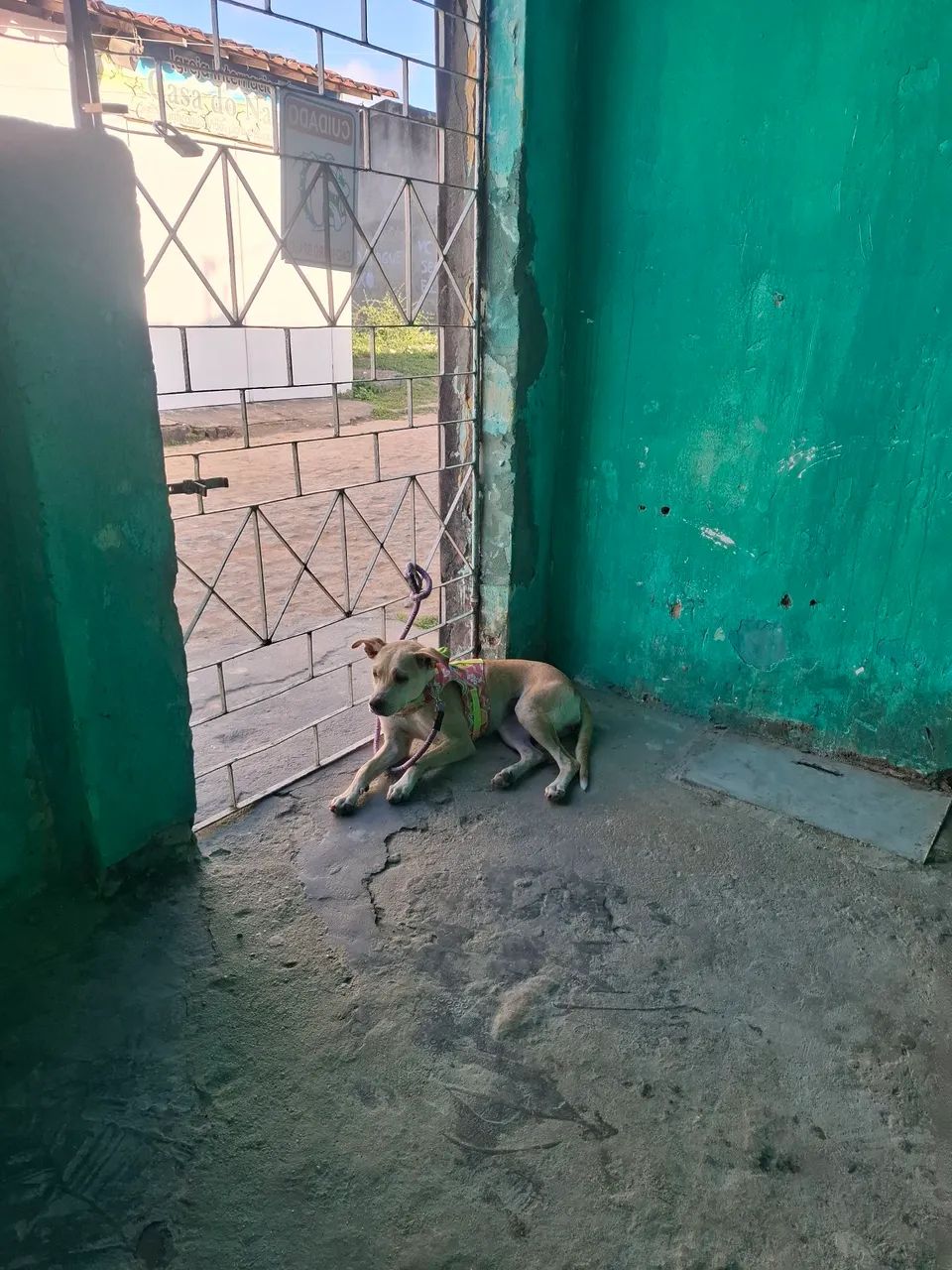 Doação de cachorra - Foto 2