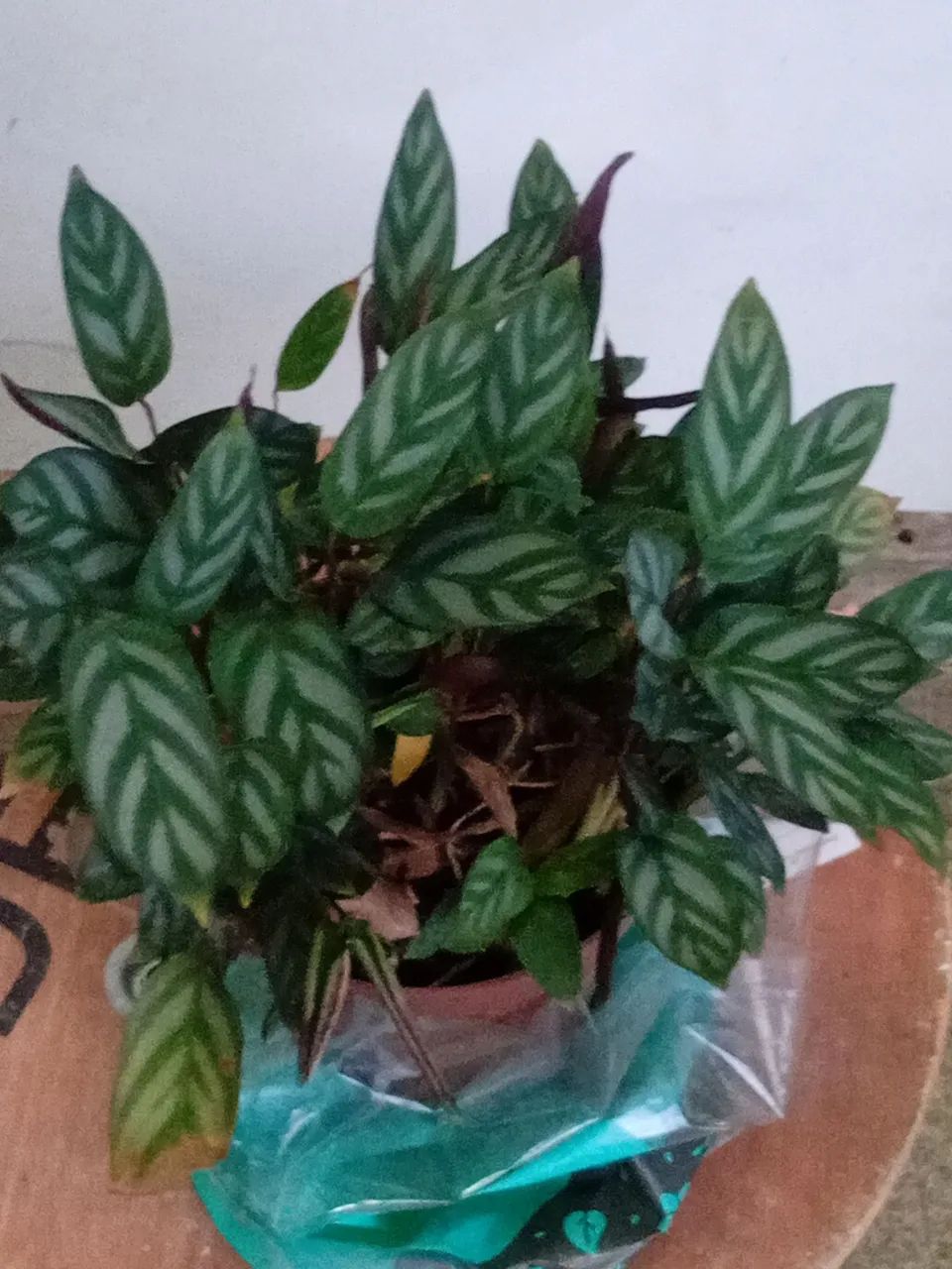 Muda de planta asplenio . - Foto 2