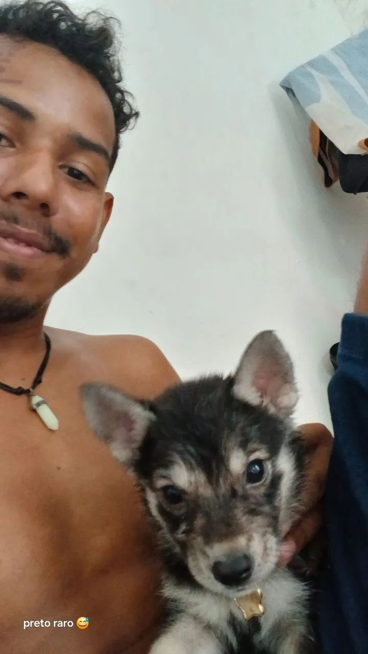 Husky siberiano  - Foto 2