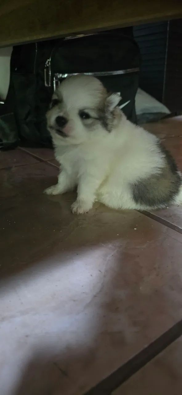 Spitz alemão - Foto 3