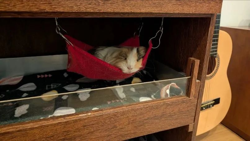 Cativero Gaiola Casa - Porquinho da Índia  - Foto 2