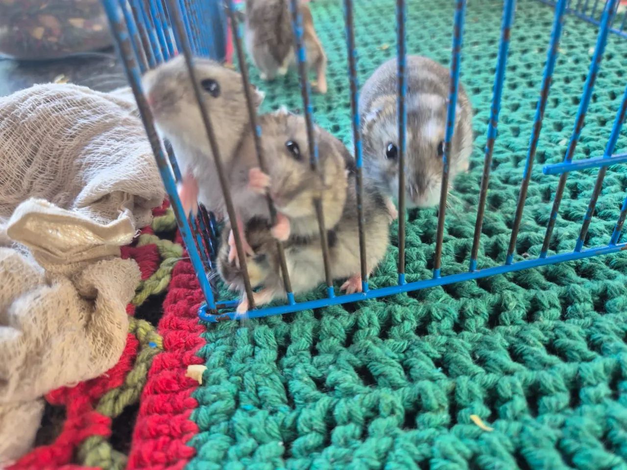 Hamster  - Foto 3