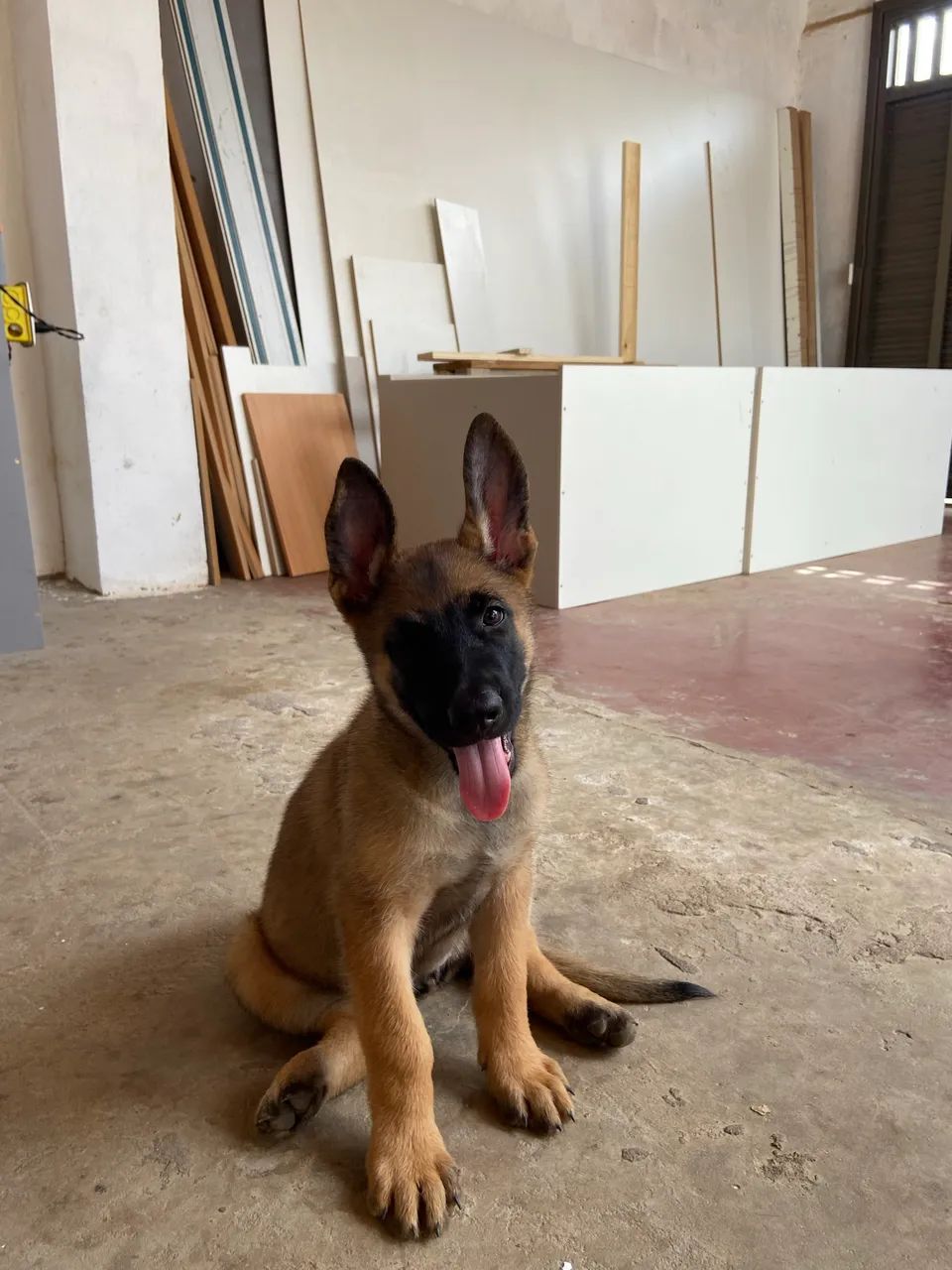 FILHOTES DE MALINOIS  - Foto 2