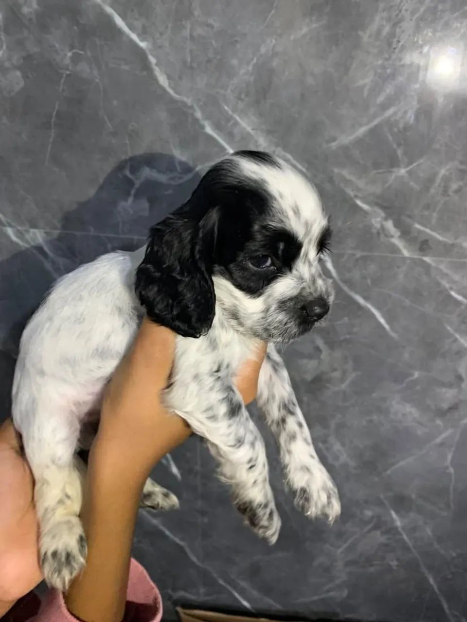 Cocker Spaniel inglês  - Foto 3