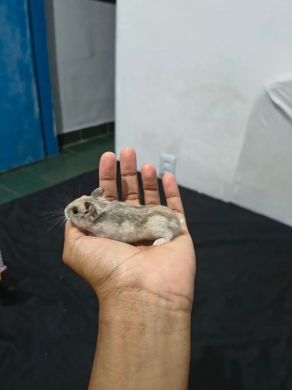 Hamister mini - Foto 3