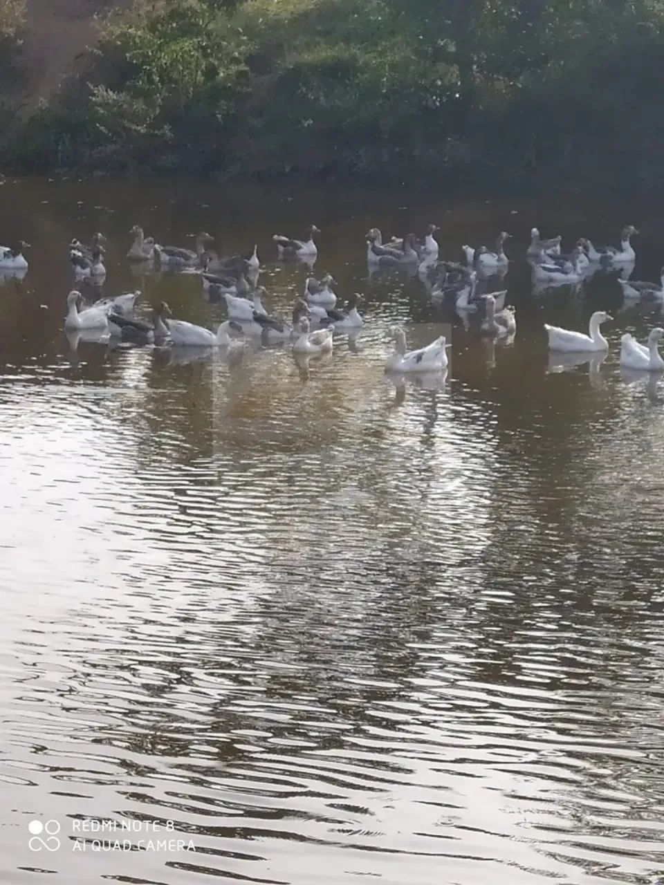 CHÁCARA COMPLETA COM RIO, POMAR, PISCINA, 4 DORMT E MOBILIADO - Foto 3