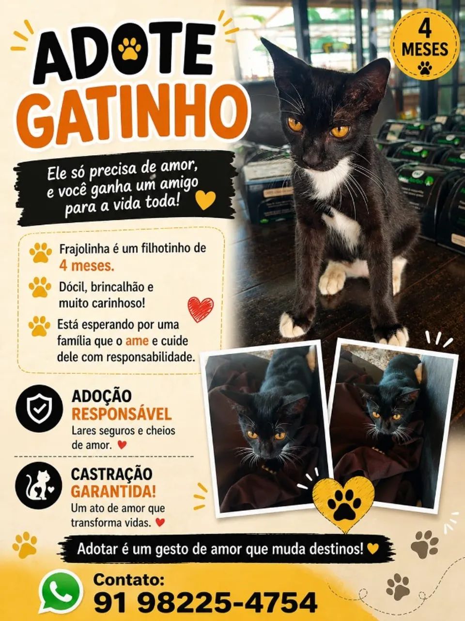 Adoção responsável  - Foto 2