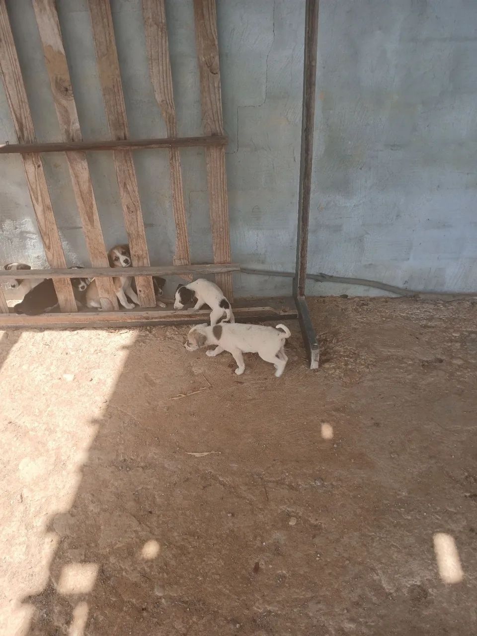 Cachorros para adoção. - Foto 2