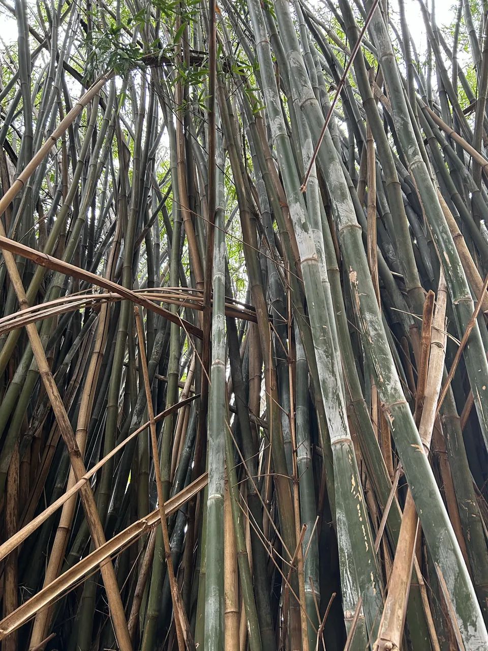 Bambu natural  - Foto 6