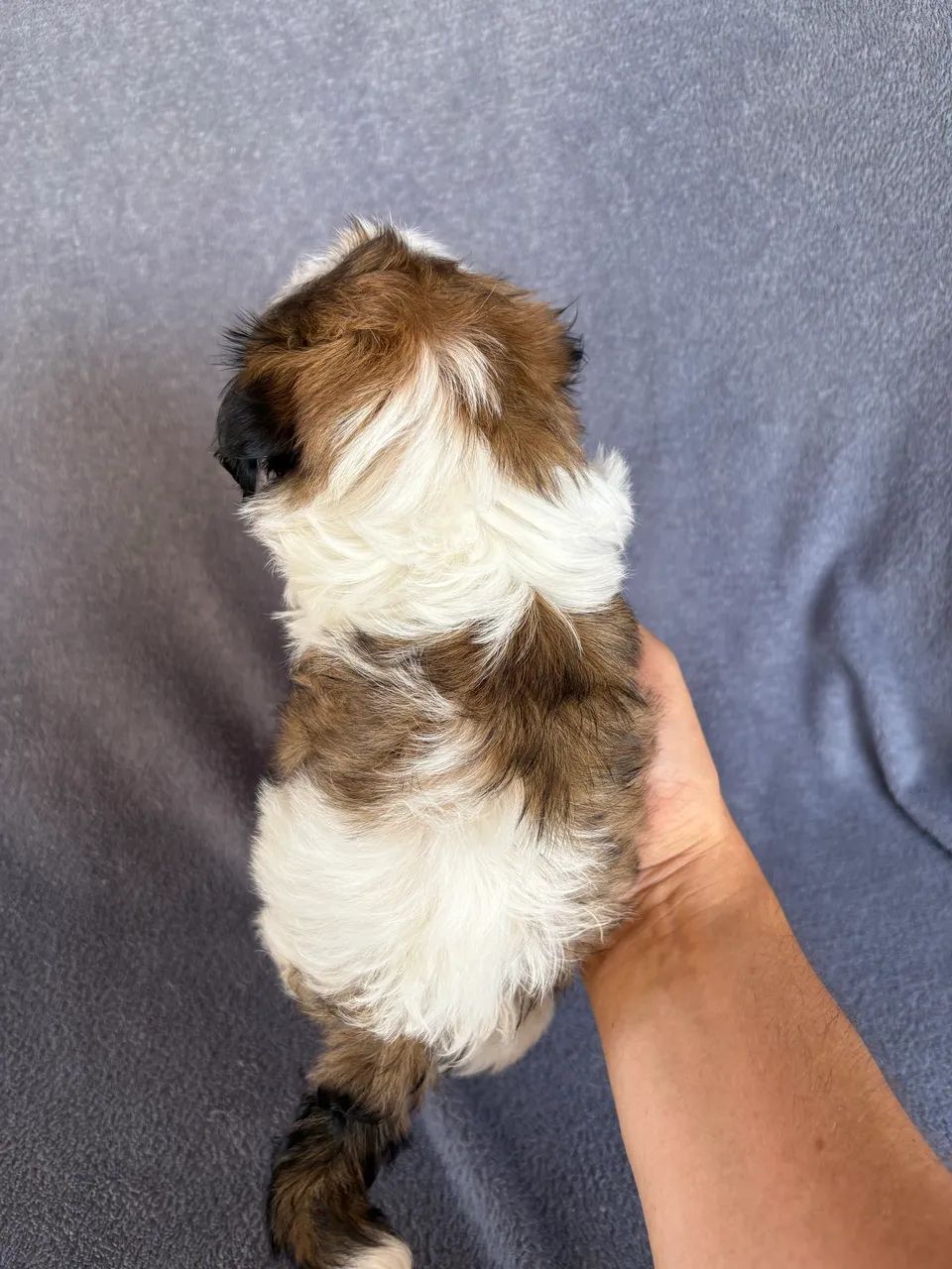 Shihtzu fêmea  - Foto 5