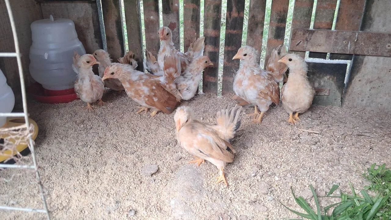 Nagazaki  - Foto 4