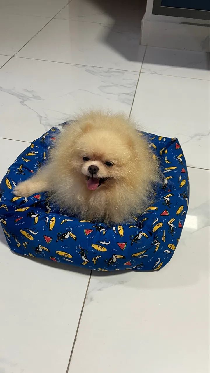 Cama Pet  - Foto 2