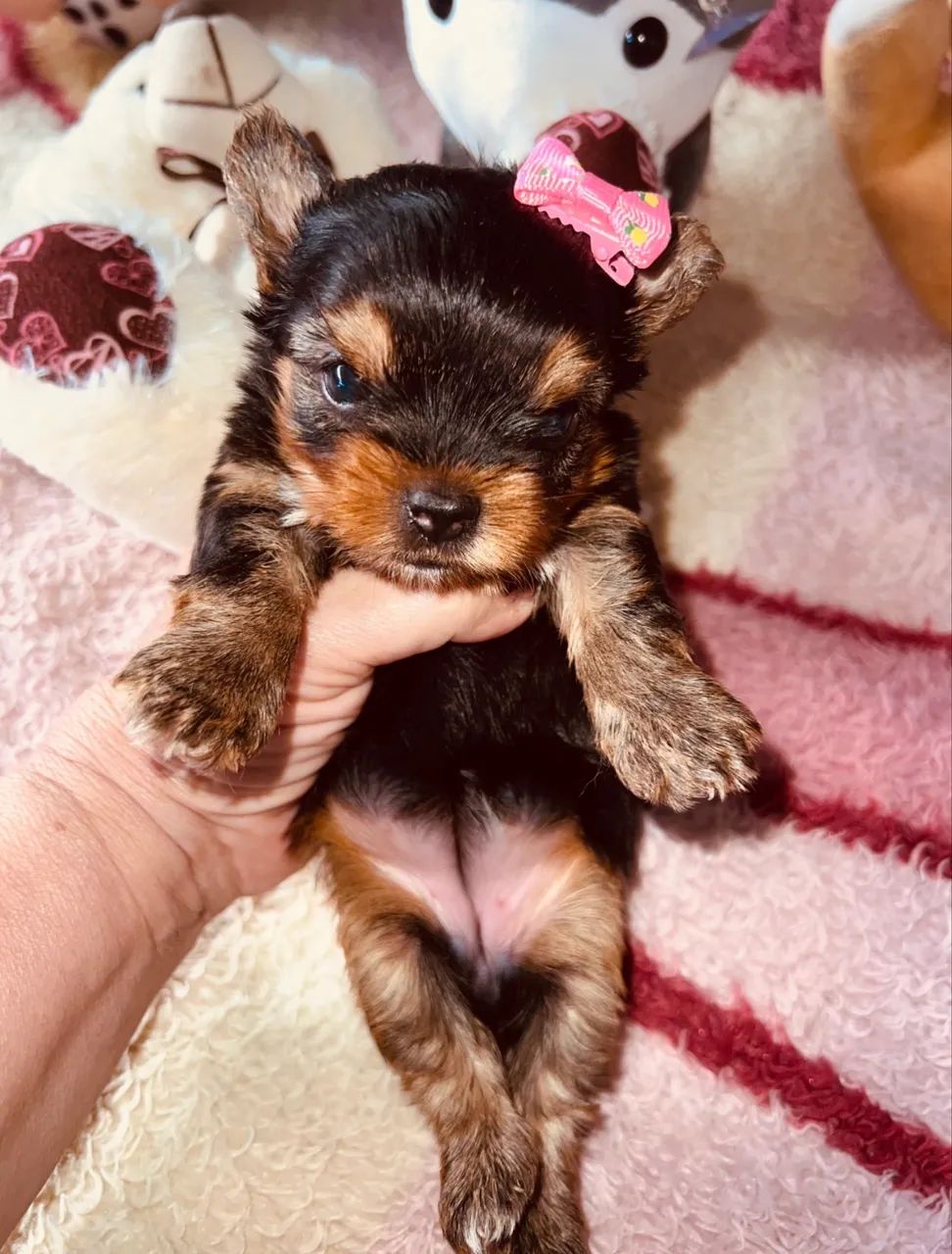 Yorkshire terrier  - Foto 3