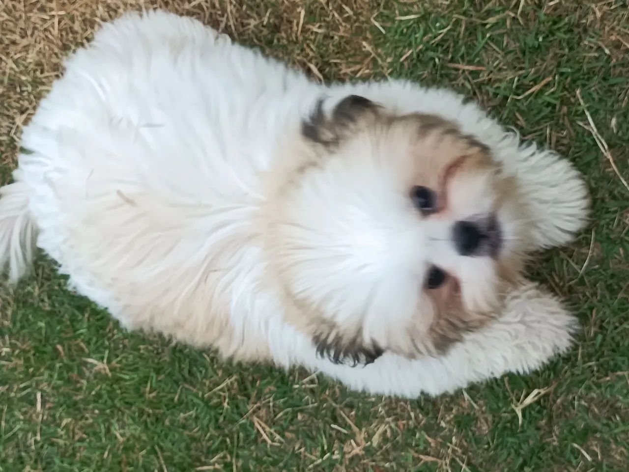 Shitzu 