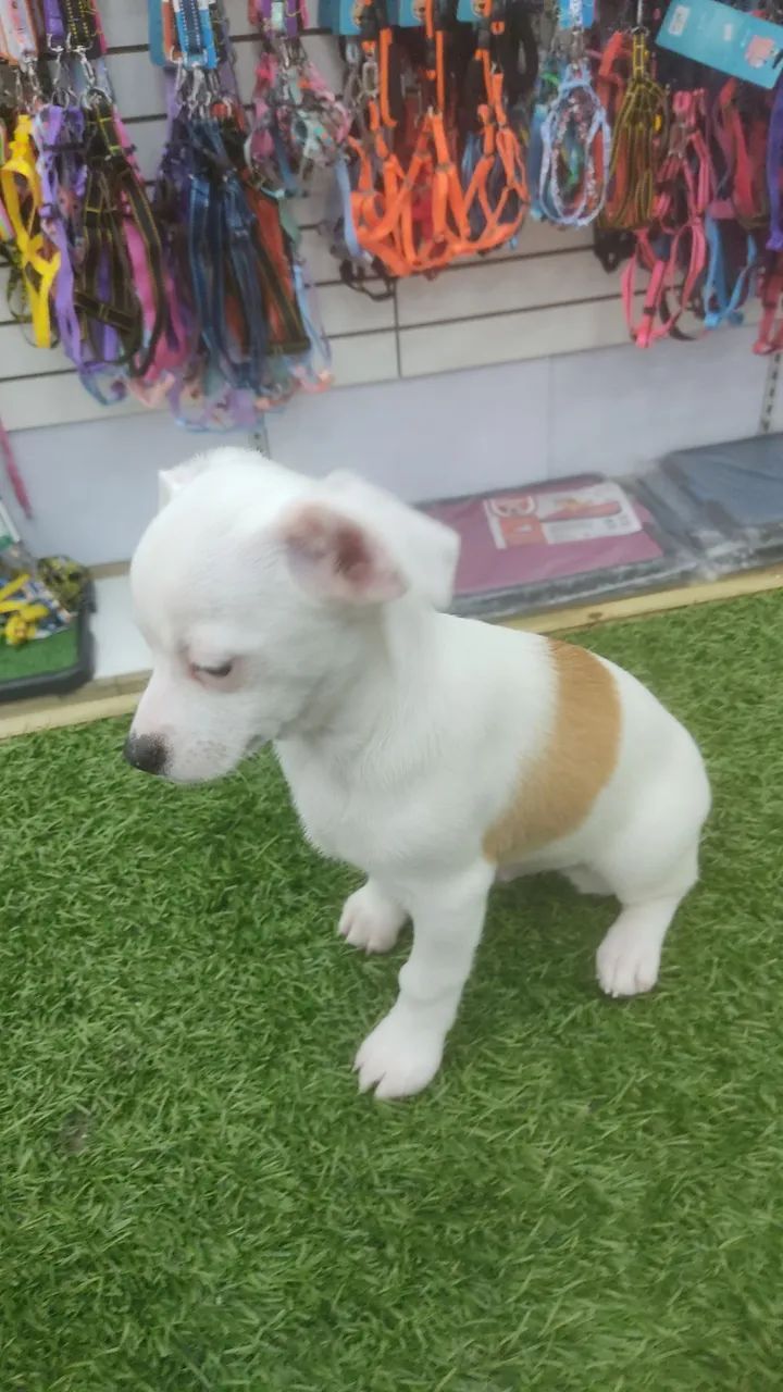 Pincher x Chiuahua 