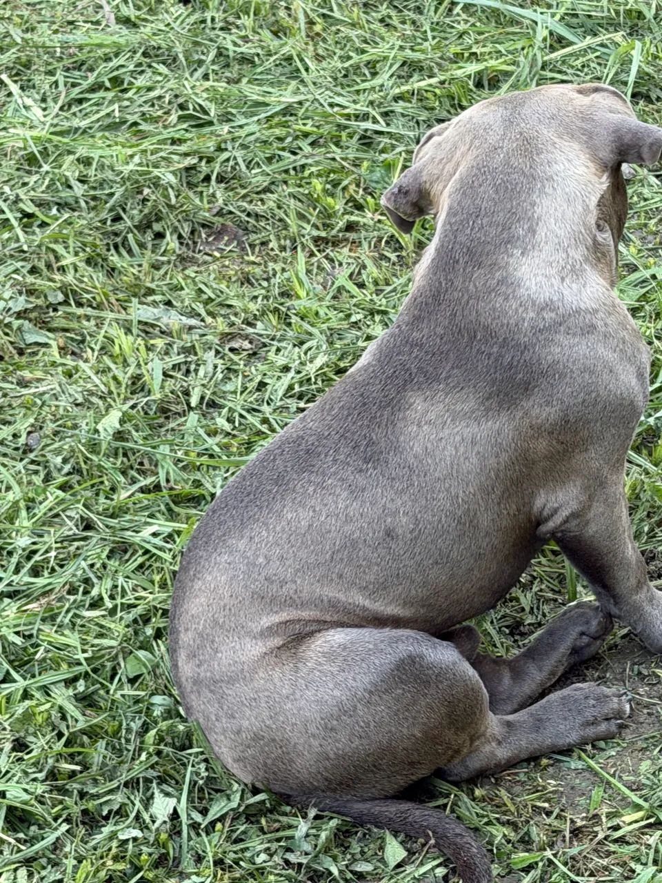Americam bully macho pocket - Foto 3