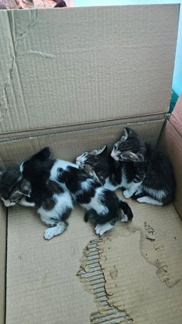 Gatos para adoção  - Foto 2