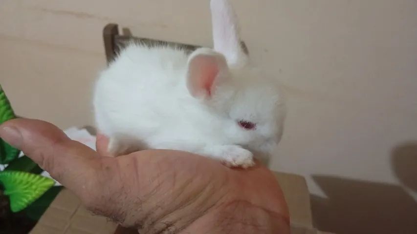 Filhote de Coelho da Raça Mini Lion - Foto 3