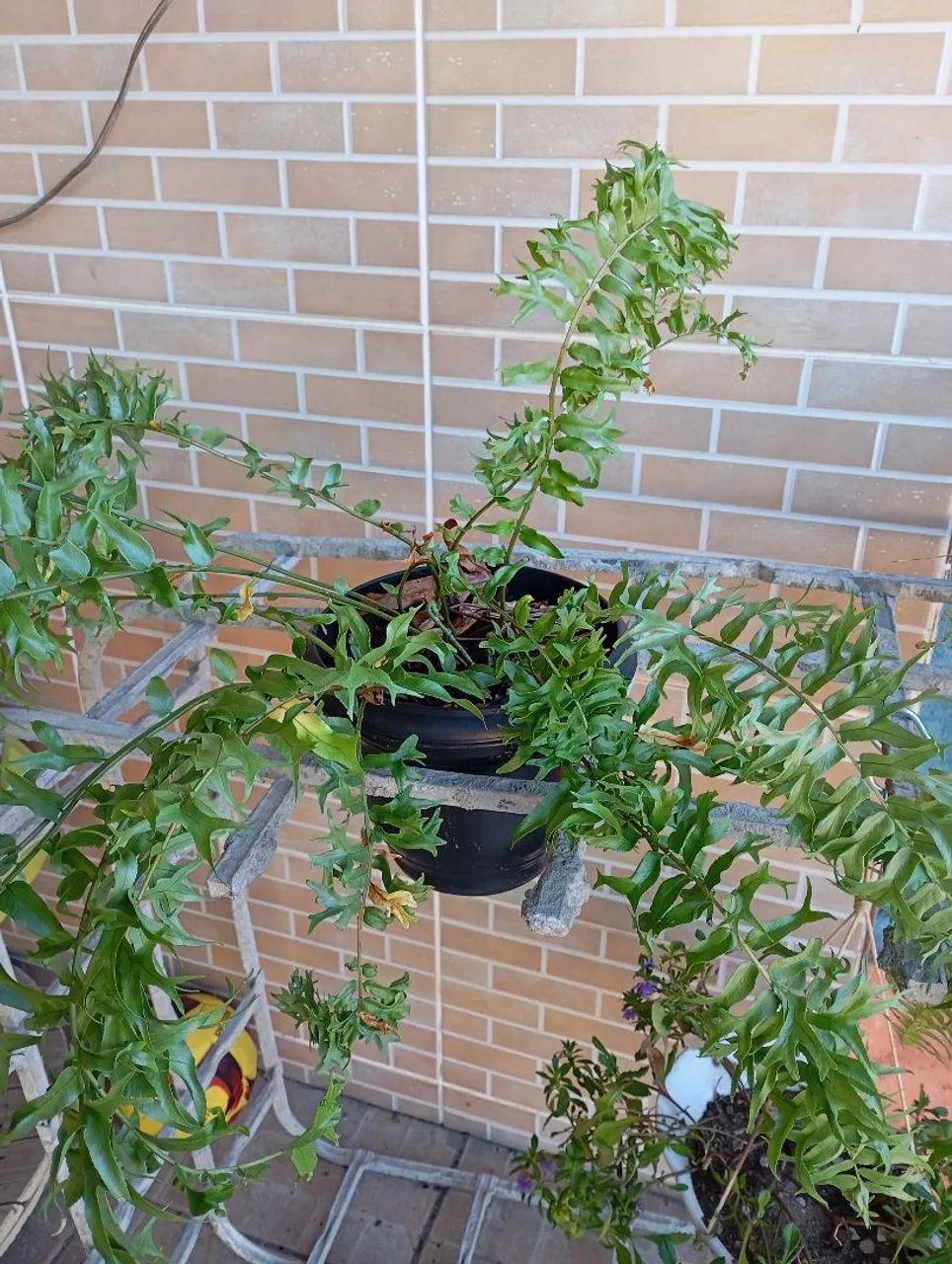 Sementes e plantas  - Foto 5