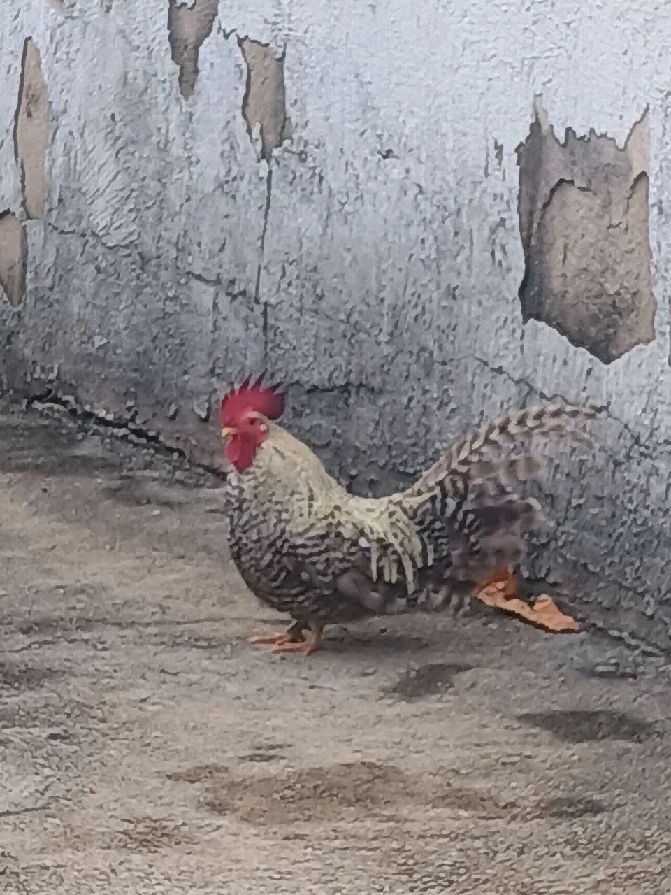 Vende se galinze Nagasaki 