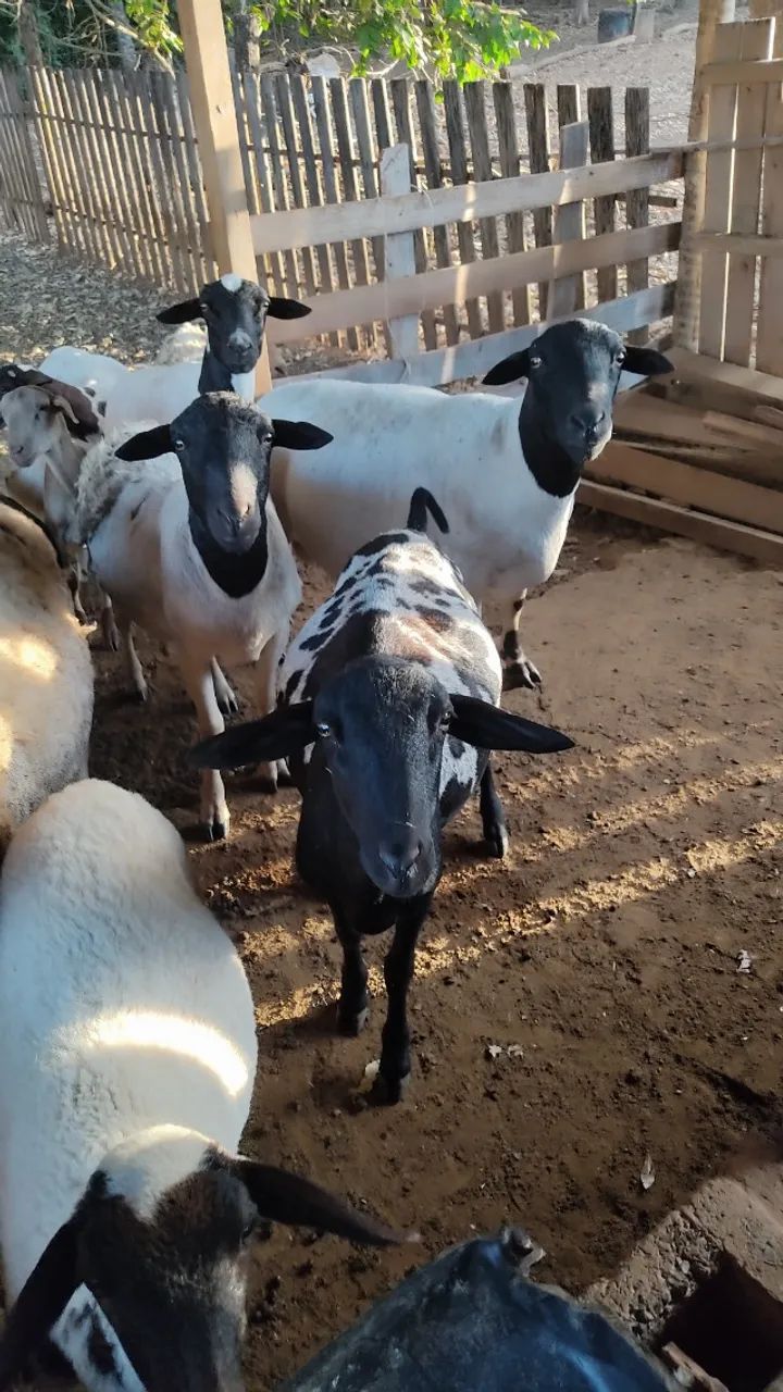 Ovelhas Reprodutor Dorper 